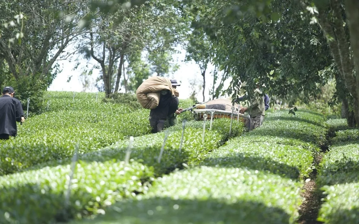 Từ những vườn sầu riêng ở Đắk Lắk đến đồi trà Cầu Đất ở Lâm Đồng, những sản vật quen thuộc đang mở ra thêm một cách trải nghiệm điểm đến. 