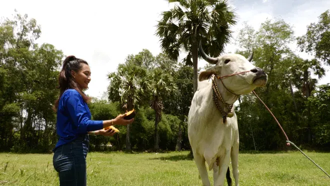 B&ocirc;ng hồng giữ lửa đường đua Hội đua b&ograve; Ch&ugrave;a R&ocirc; - Ảnh 1.