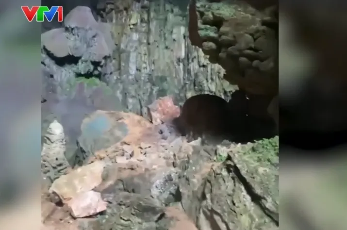 Thanh Hóa: Tạm dừng đưa khách tham quan Hang Dơi - Ảnh 1.