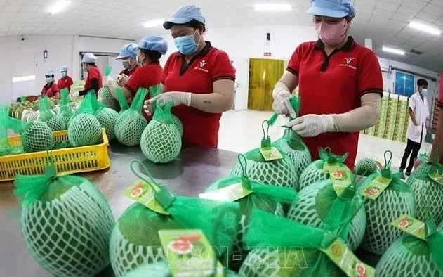 Đóng gói, bảo quản sản phẩm bưởi da xanh xuất khẩu ở nhà máy của Công ty Vina T&T Group Bến Tre, tỉnh Vĩnh Long. Ảnh: Vũ Sinh/TTXVN