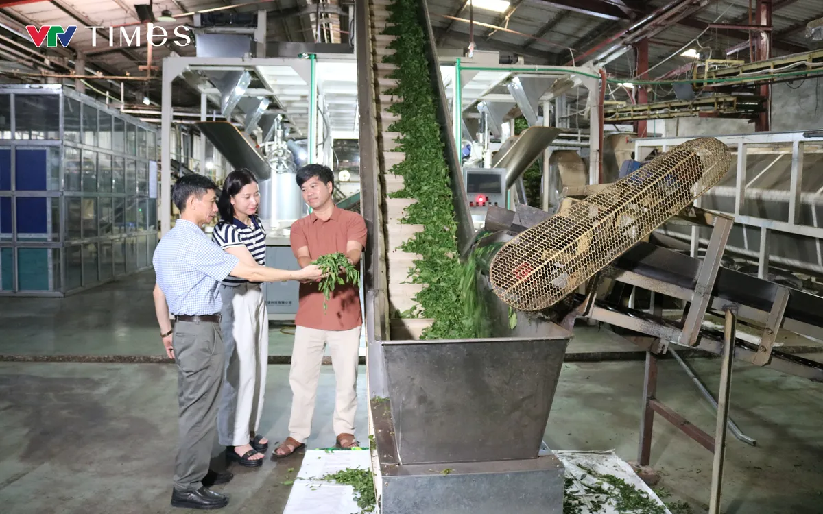 Từ sản xuất đến chế biến, quảng bá và tiêu thụ, các chủ thể OCOP Lai Châu đang từng bước đưa khoa học công nghệ và chuyển đổi số vào chuỗi giá trị nông sản. Ảnh: Dương Duy