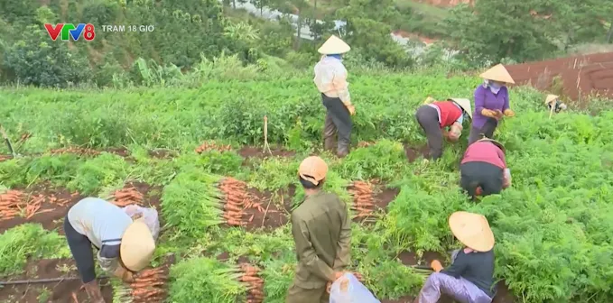 Vì sao khó phá bỏ nhà kính ở đô thị Đà Lạt?- Ảnh 2. Vì sao khó phá bỏ nhà kính ở đô thị Đà Lạt?- Ảnh 2.
