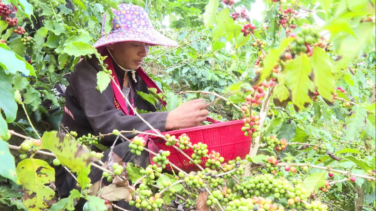 Quài Tở: Khi đất đơm hoa, kết trái - Ảnh 2.