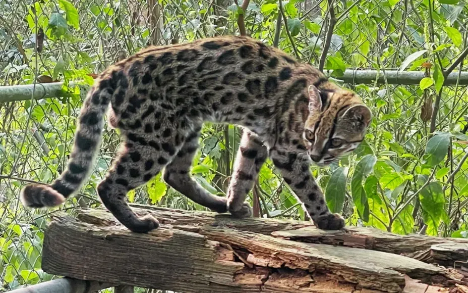 Các nhà khoa học chưa rõ số lượng loài này trong tự nhiên, nhưng Leopardus tilcayo là loài mèo sống mới đầu tiên được mô tả sau hơn 100 năm. Ảnh: (theo Science News