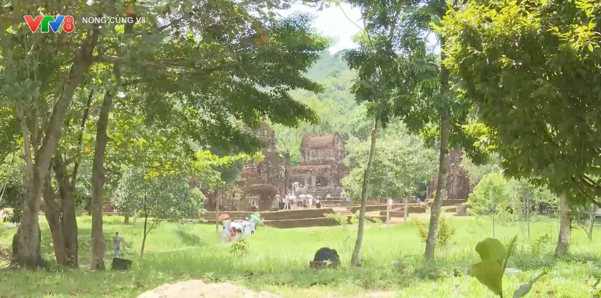 Mỹ Sơn Xanh - Hành trình phát huy giá trị di sản gắn với phát triển du lịch bền vững- Ảnh 1. Mỹ Sơn Xanh - Hành trình phát huy giá trị di sản gắn với phát triển du lịch bền vững- Ảnh 1.