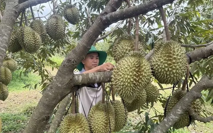 Anh Lê Trọng Lư (xã Ea Bá) liên kết với 10 nông dân trồng sầu riêng để xây dựng mã số vùng trồng. Ảnh: TTXVN 
