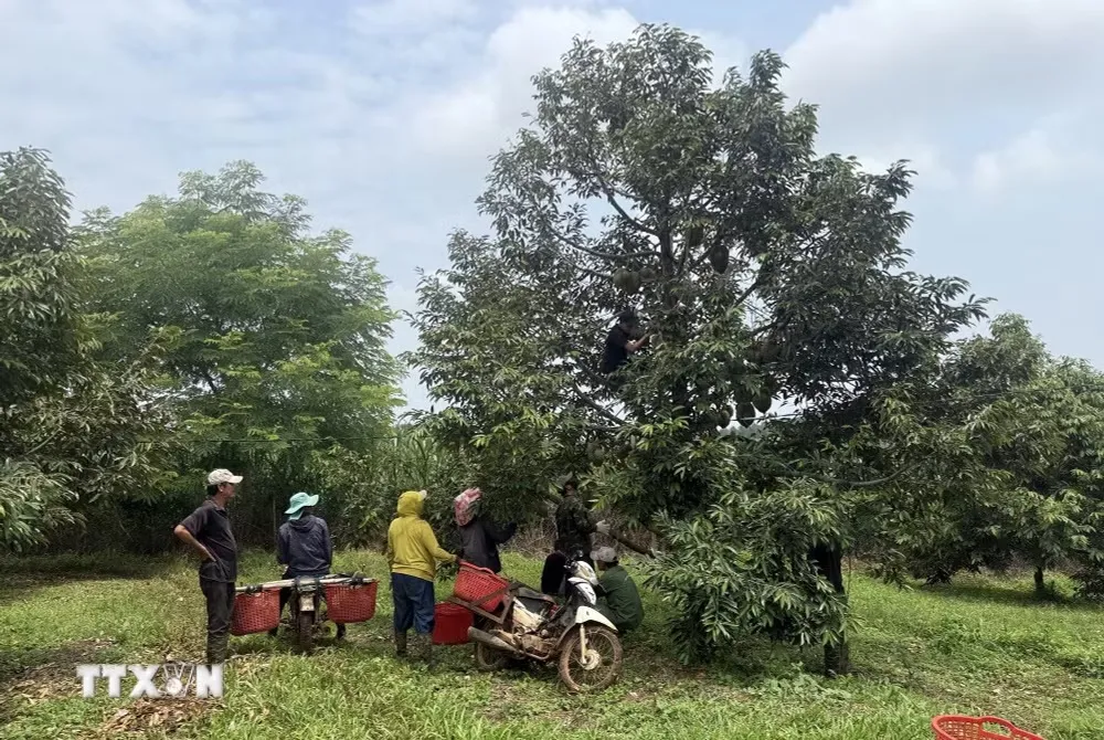 Nghị quyết 57-NQ/TW: Số hóa nông nghiệp, mở đường xuất khẩu nông sản - Ảnh 4.