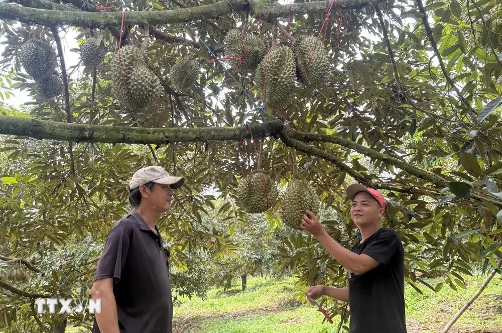 Nghị quyết 57-NQ/TW: Số hóa nông nghiệp, mở đường xuất khẩu nông sản - Ảnh 5.