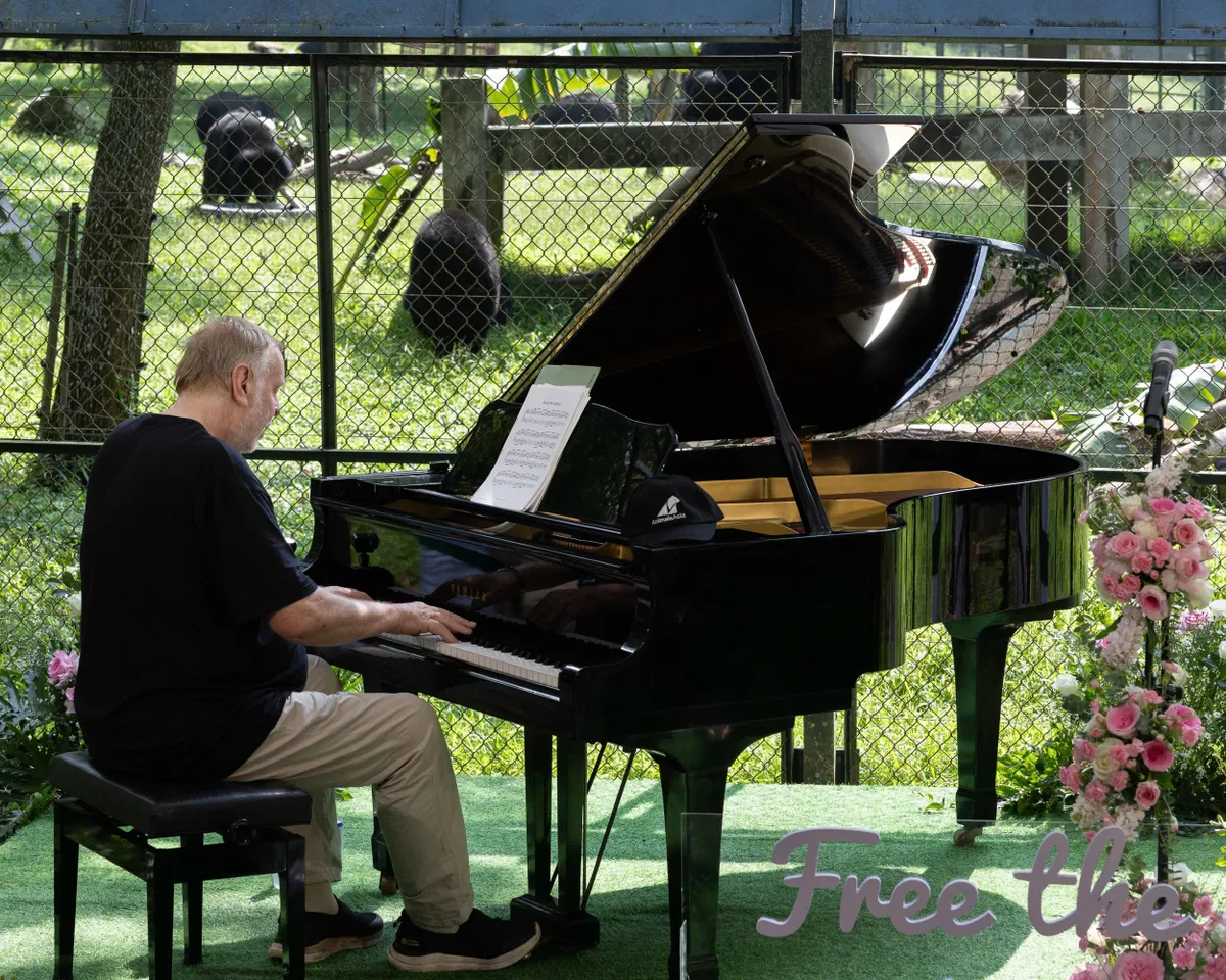 Rick Wakeman v&agrave; bản h&ograve;a nhạc đặc biệt giữa rừng Tam Đảo d&agrave;nh cho những ch&uacute; gấu- Ảnh 1.