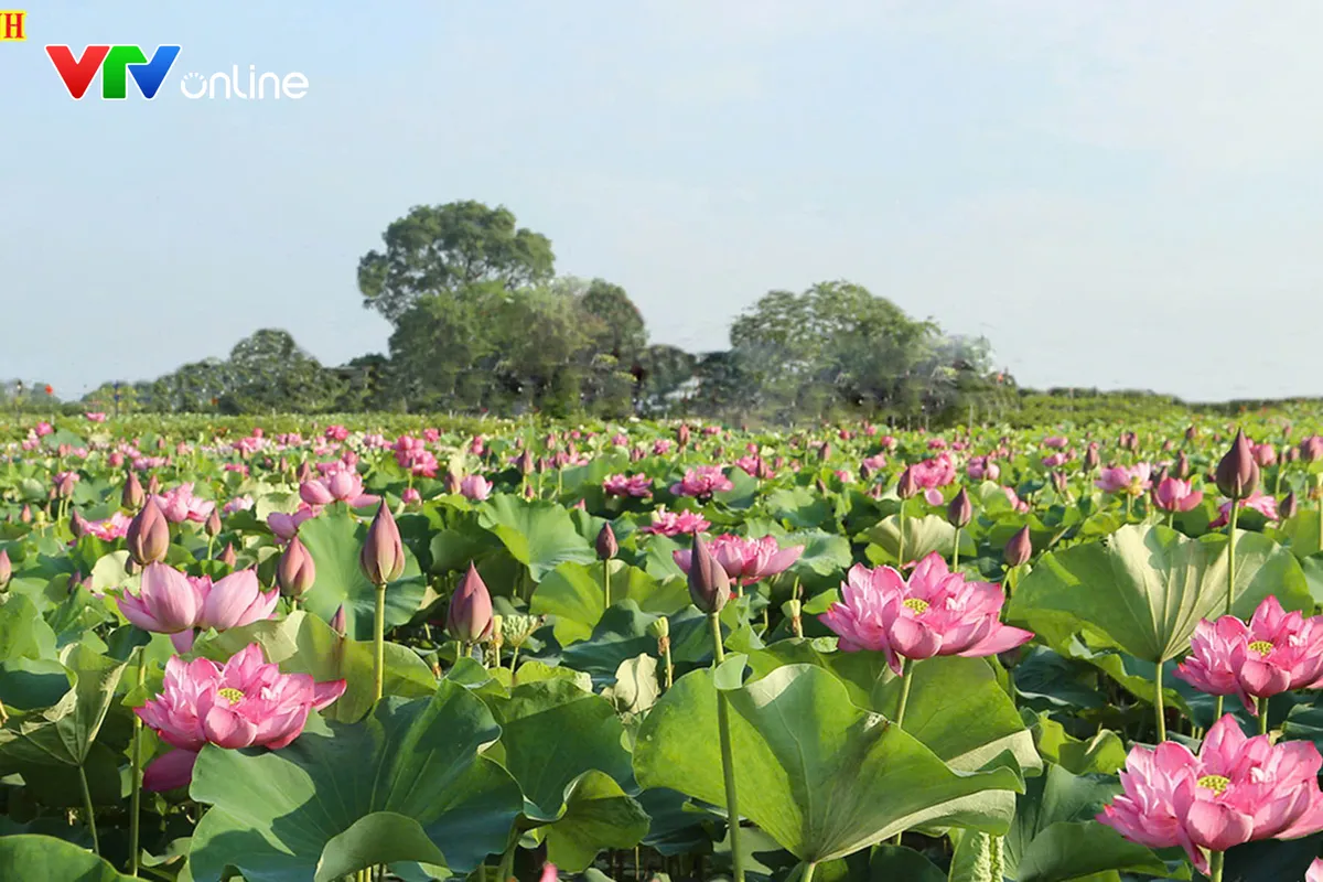 C&acirc;y sen mở hướng ph&aacute;t triển n&ocirc;ng nghiệp đa gi&aacute; trị - Ảnh 2.