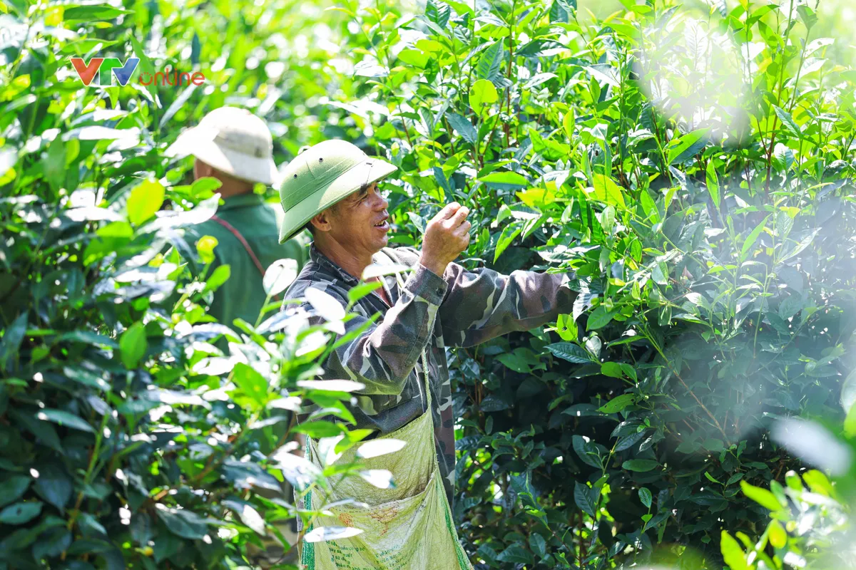 Tuyên Quang: Từ đồi chè Hồng Thái đến những gian hàng trên môi trường số - Ảnh 2.