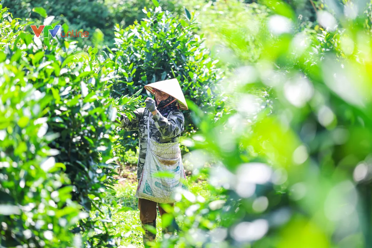Tuyên Quang: Từ đồi chè Hồng Thái đến những gian hàng trên môi trường số - Ảnh 8.