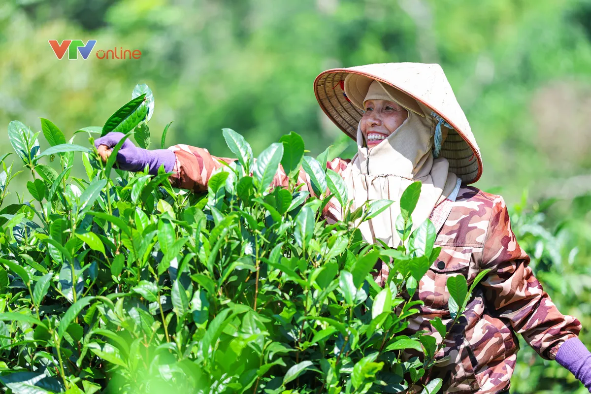 Tuyên Quang: Từ đồi chè Hồng Thái đến những gian hàng trên môi trường số - Ảnh 1.