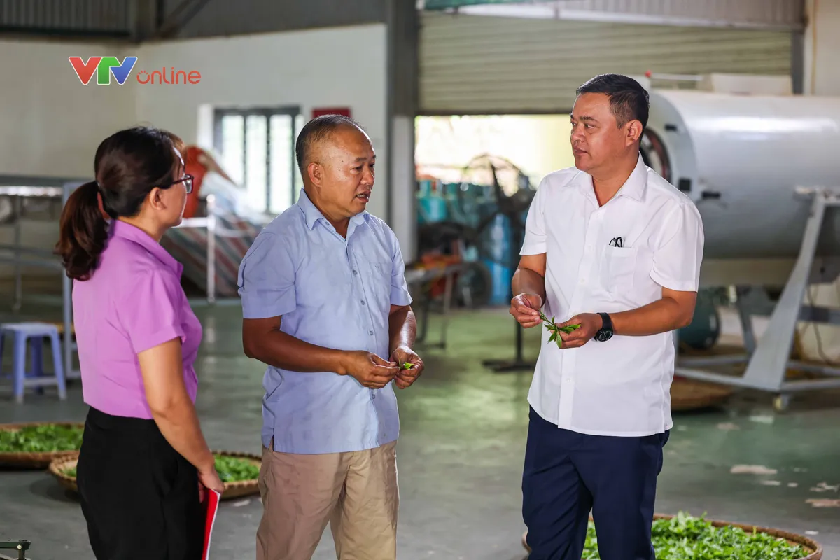 Tuyên Quang: Từ đồi chè Hồng Thái đến những gian hàng trên môi trường số - Ảnh 4.