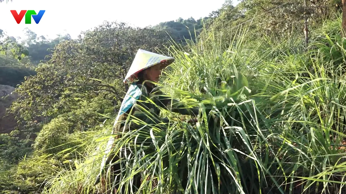 Cây sả mở lối thoát nghèo cho đồng bào Hà Nhì - Ảnh 1.
