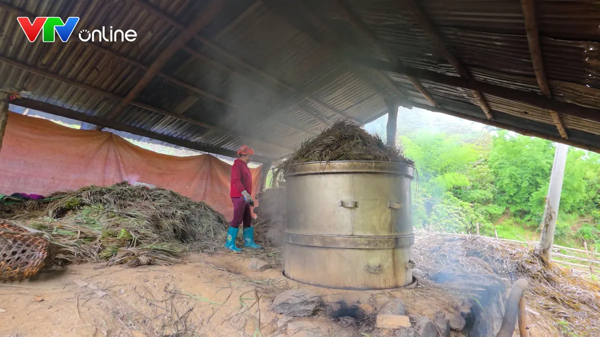 Cây sả mở lối thoát nghèo cho đồng bào Hà Nhì - Ảnh 2.