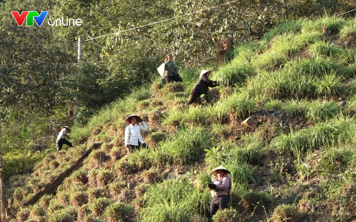 Không khí thu hoạch nhộn nhịp trên các sườn đồi dốc. Người dân địa phương đổi công, giúp nhau cắt lá sả để kịp đưa về lò chưng cất. Ảnh: Thanh Hà