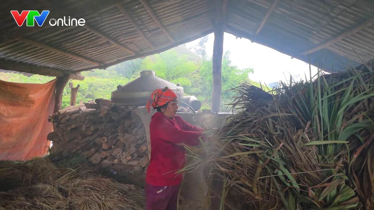 Cây sả mở lối thoát nghèo cho đồng bào Hà Nhì - Ảnh 3.