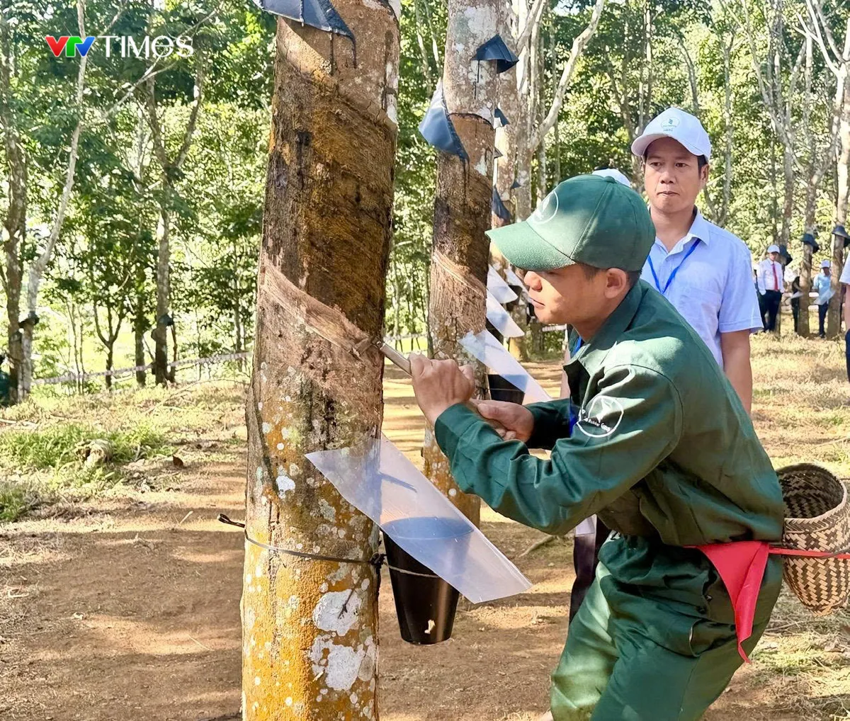 Những &ldquo;b&agrave;n tay v&agrave;ng&rdquo; l&agrave;m n&ecirc;n m&ugrave;a mủ cao su Điện Bi&ecirc;n - Ảnh 3.