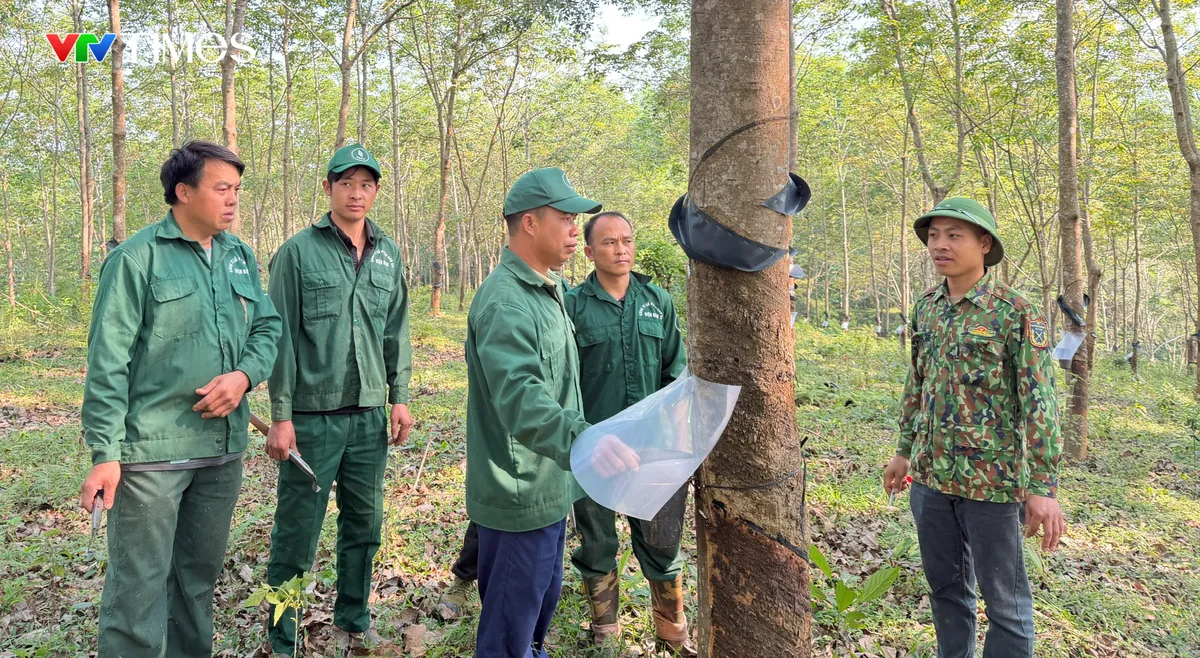 Những &ldquo;b&agrave;n tay v&agrave;ng&rdquo; l&agrave;m n&ecirc;n m&ugrave;a mủ cao su Điện Bi&ecirc;n - Ảnh 1.