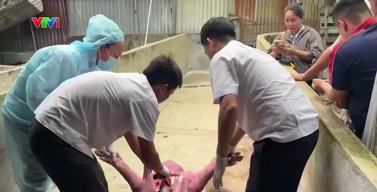 Lỗ hổng để thịt lợn nhiễm chất cấm ra thị trường - Ảnh 2.