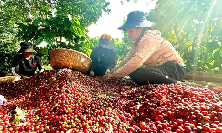 9 mẫu cà phê Robusta Việt Nam lọt top 20 toàn cầu - Ảnh 1.