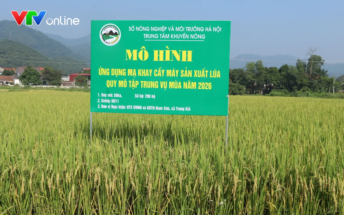 Mô hình lúa xã Trung Giã, TP. Hà Nội. Ảnh: Trung tâm Khuyến nông Hà Nội
