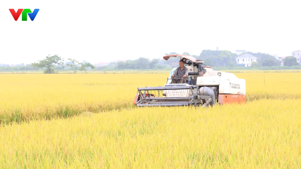 Hà Nội đẩy mạnh ứng dụng mạ khay, cấy máy, nâng cao hiệu quả sản xuất lúa - Ảnh 1.