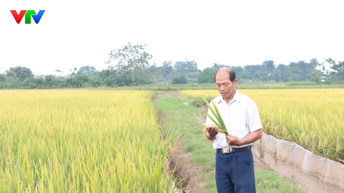 Hà Nội đẩy mạnh ứng dụng mạ khay, cấy máy, nâng cao hiệu quả sản xuất lúa - Ảnh 2.