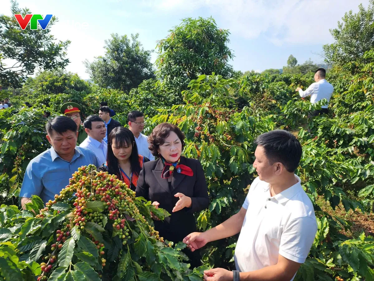Ph&oacute; Chủ tịch Quốc hội thăm m&ocirc; h&igrave;nh c&agrave; ph&ecirc;, du lịch n&ocirc;ng nghiệp tại Sơn La - Ảnh 2.