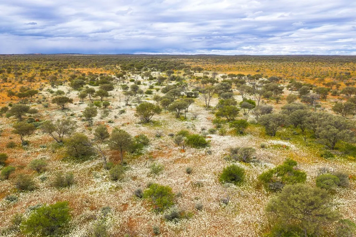 Mưa lớn đánh thức mùa hoa rực rỡ giữa vùng đất khô cằn ở Australia- Ảnh 1.
