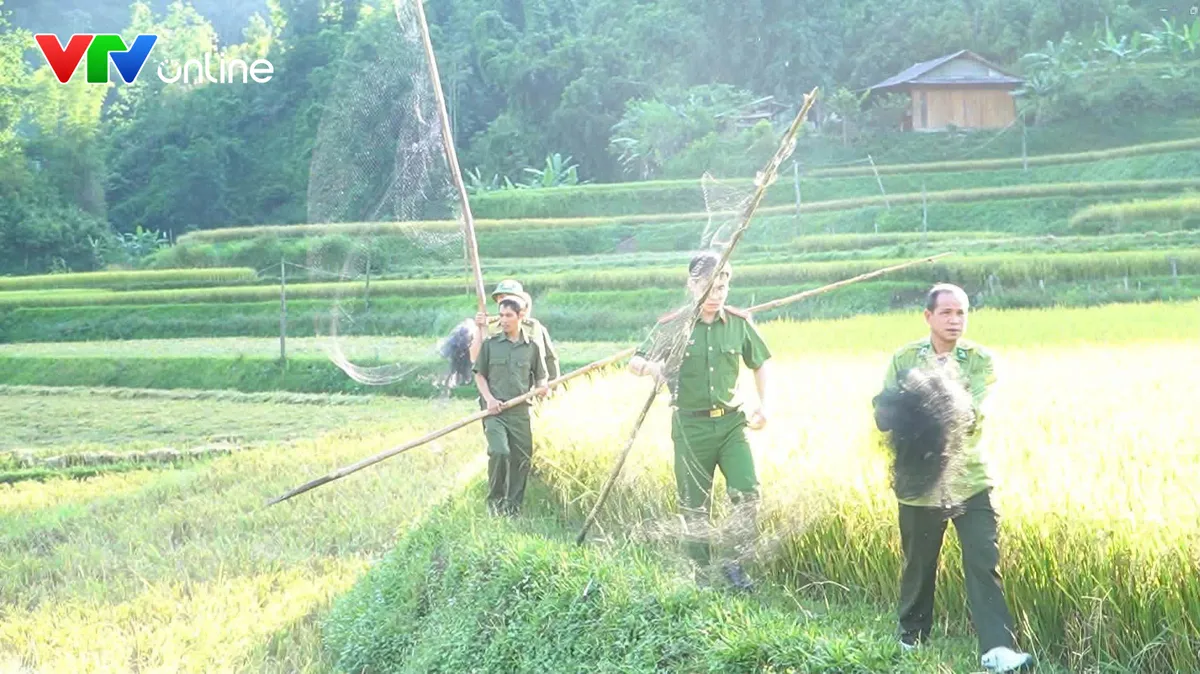 Quyết liệt ngăn chặn nạn “tận diệt” chim trời - Ảnh 6.