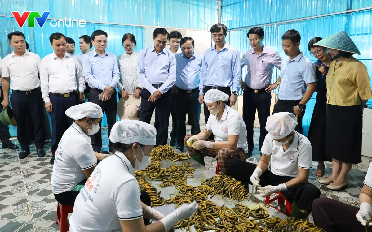 Làng nghề nuôi và chế biến lươn Phan Thanh hiện có 51 hộ tham gia sản xuất, tạo việc làm cho hàng trăm lao động. Ảnh NA.
