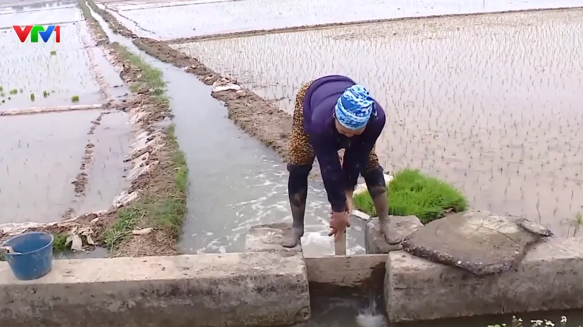 Cấp thiết phục hồi dòng chảy, cải thiện chất lượng nguồn nước cho sản xuất nông nghiệp - Ảnh 1.