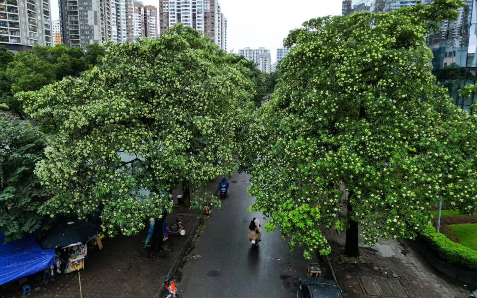 Ảnh: Quang Hải