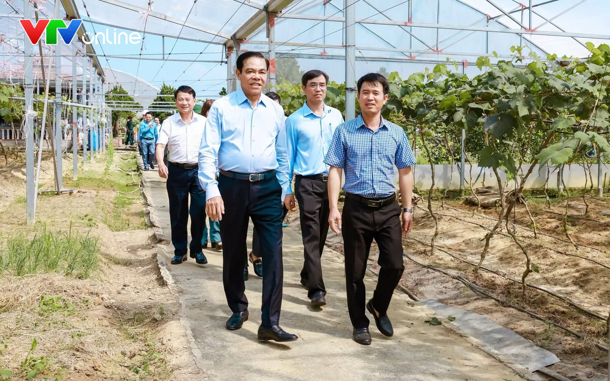 Chủ tịch UBND tỉnh Nghệ An cùng đoàn công tác của tỉnh đã đến thăm, khảo sát mô hình sản xuất nông nghiệp ứng dụng công nghệ cao của gia đình anh Hải.