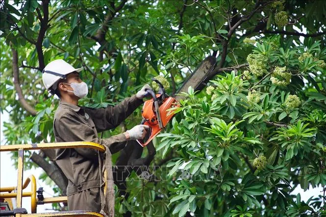 H&agrave; Nội bắt đầu cắt tỉa hoa sữa tr&ecirc;n nhiều tuyến phố, giảm m&ugrave;i hương nồng - Ảnh 2.