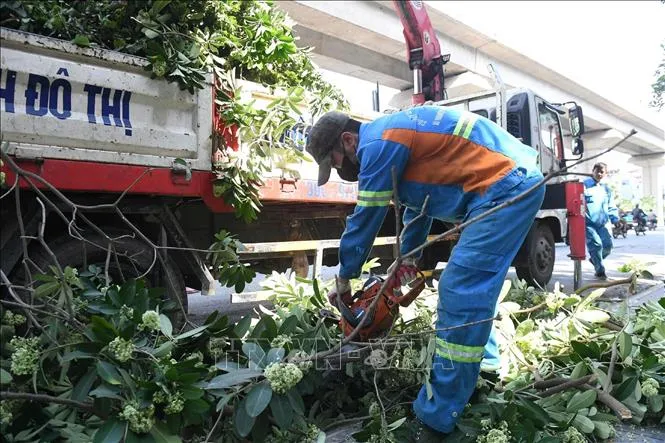 H&agrave; Nội bắt đầu cắt tỉa hoa sữa tr&ecirc;n nhiều tuyến phố, giảm m&ugrave;i hương nồng - Ảnh 3.
