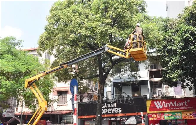 H&agrave; Nội bắt đầu cắt tỉa hoa sữa tr&ecirc;n nhiều tuyến phố, giảm m&ugrave;i hương nồng - Ảnh 1.