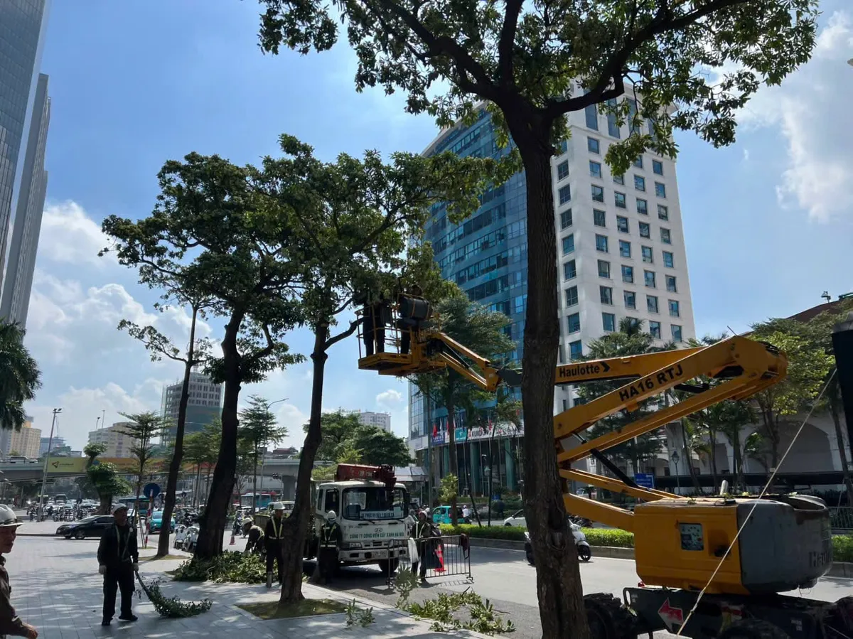 Hà Nội đã cắt tỉa hơn 200 cây hoa sữa trên 13 tuyến phố - Ảnh 2.