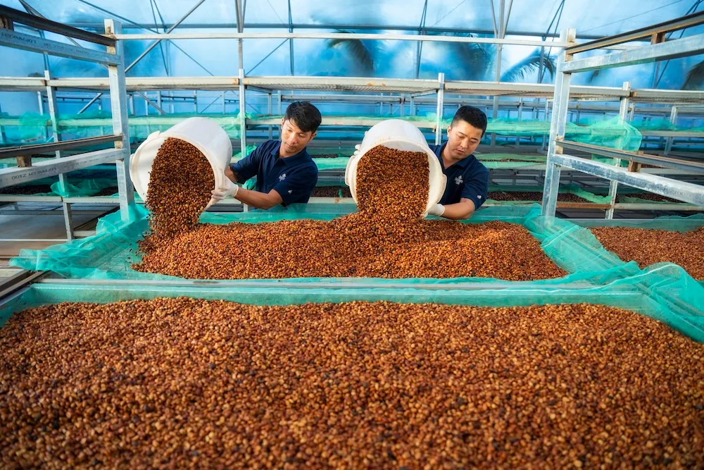 Xuất khẩu c&agrave; ph&ecirc; lập kỷ lục, mang về 8,5 tỷ USD - Ảnh 3.