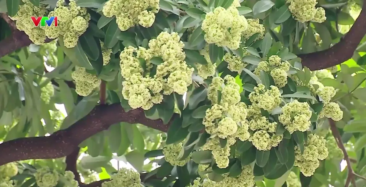 Hà Nội lấy ý kiến người dân về việc di chuyển cây hoa sữa - Ảnh 2.