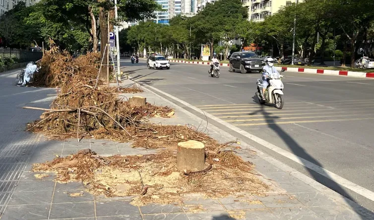 H&agrave; Nội di dời c&acirc;y xanh để x&acirc;y hầm chui thứ 8 - Ảnh 2.
