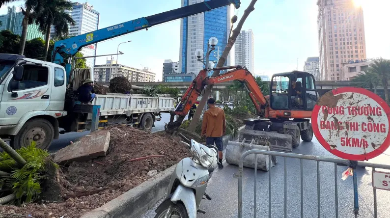H&agrave; Nội di dời c&acirc;y xanh để x&acirc;y hầm chui thứ 8 - Ảnh 3.