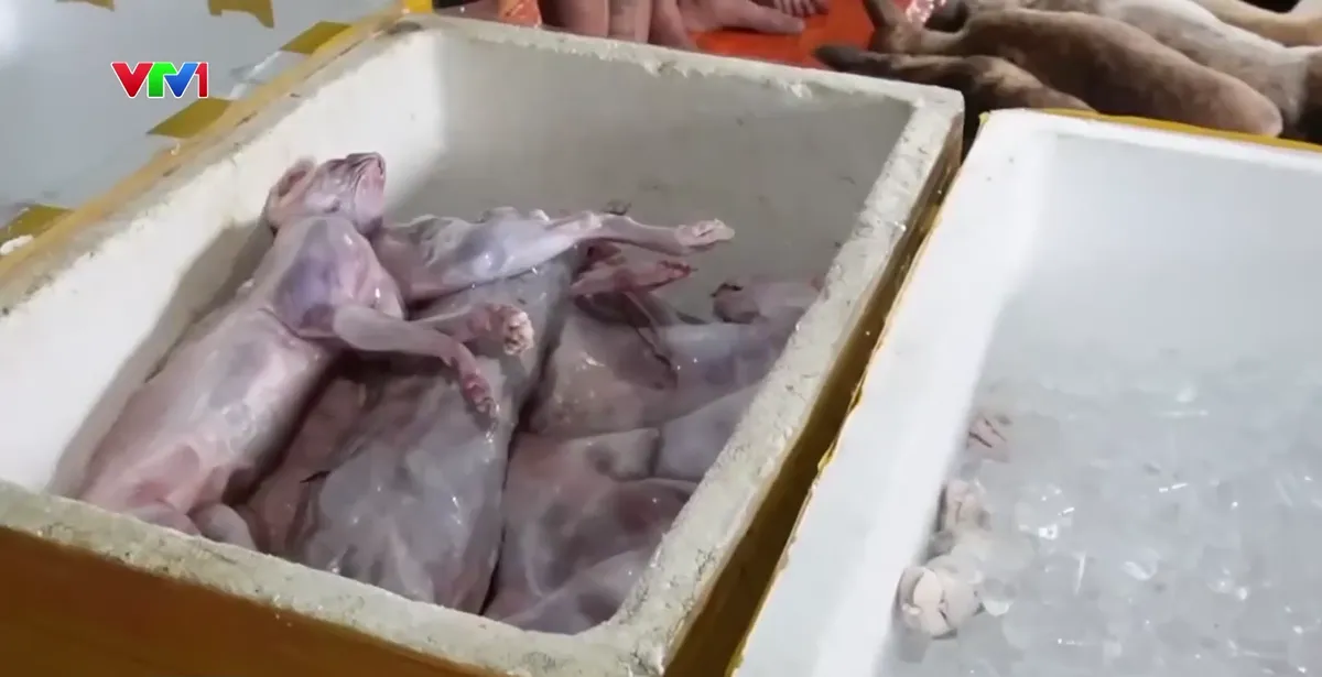 Triệt phá đường dây trộm cắp, giết mổ chó mèo quy mô lớn tại Thành phố Hồ Chí Minh - Ảnh 2.
