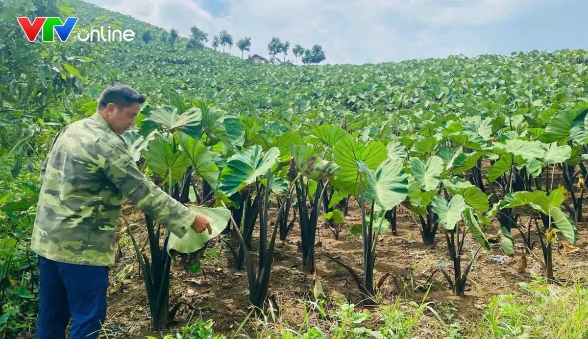 Dân vận khéo – Gieo niềm tin, khơi sức dân ở Lào Cai - Ảnh 9.