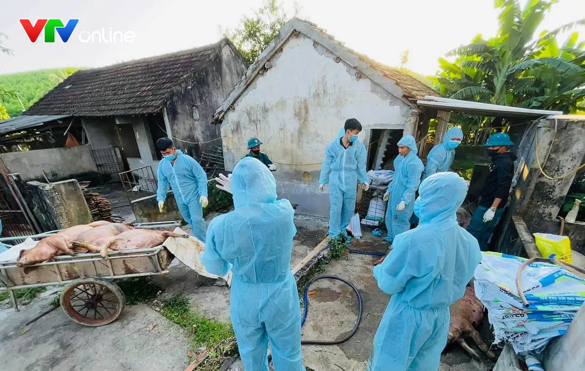 Xuất hiện h&agrave;ng chục ổ dịch, Nghệ An chấn chỉnh c&ocirc;ng t&aacute;c ph&ograve;ng chống bệnh dịch tả lợn Ch&acirc;u Phi - Ảnh 2.