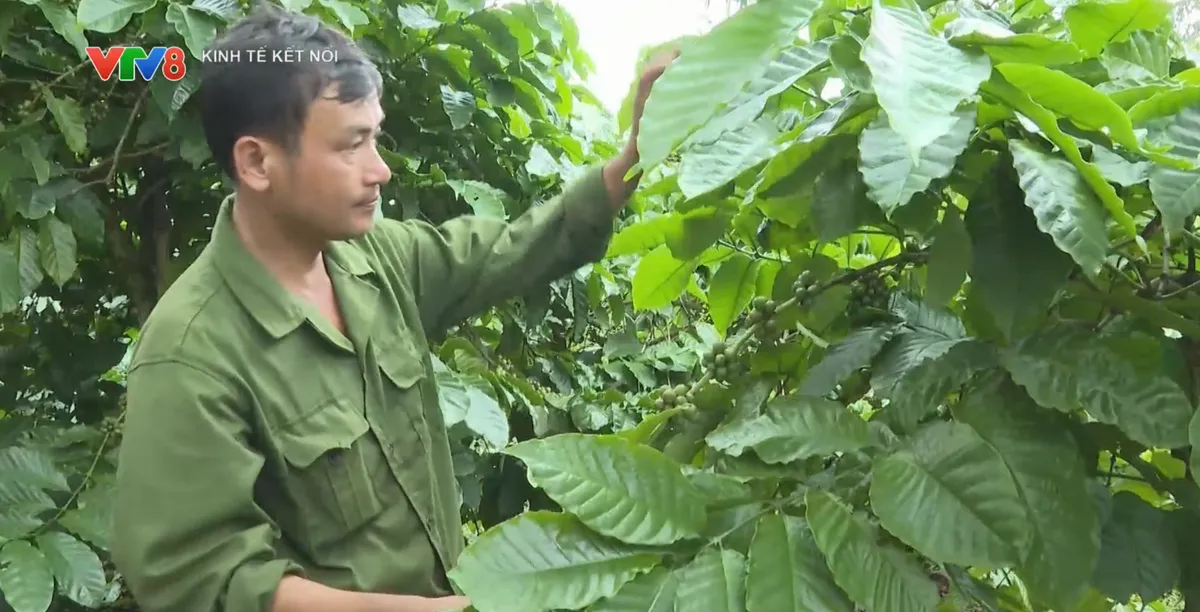 Mùa vàng thu hoạch sầu riêng ở Đắk Lắk- Ảnh 2. Mùa vàng thu hoạch sầu riêng ở Đắk Lắk- Ảnh 2.