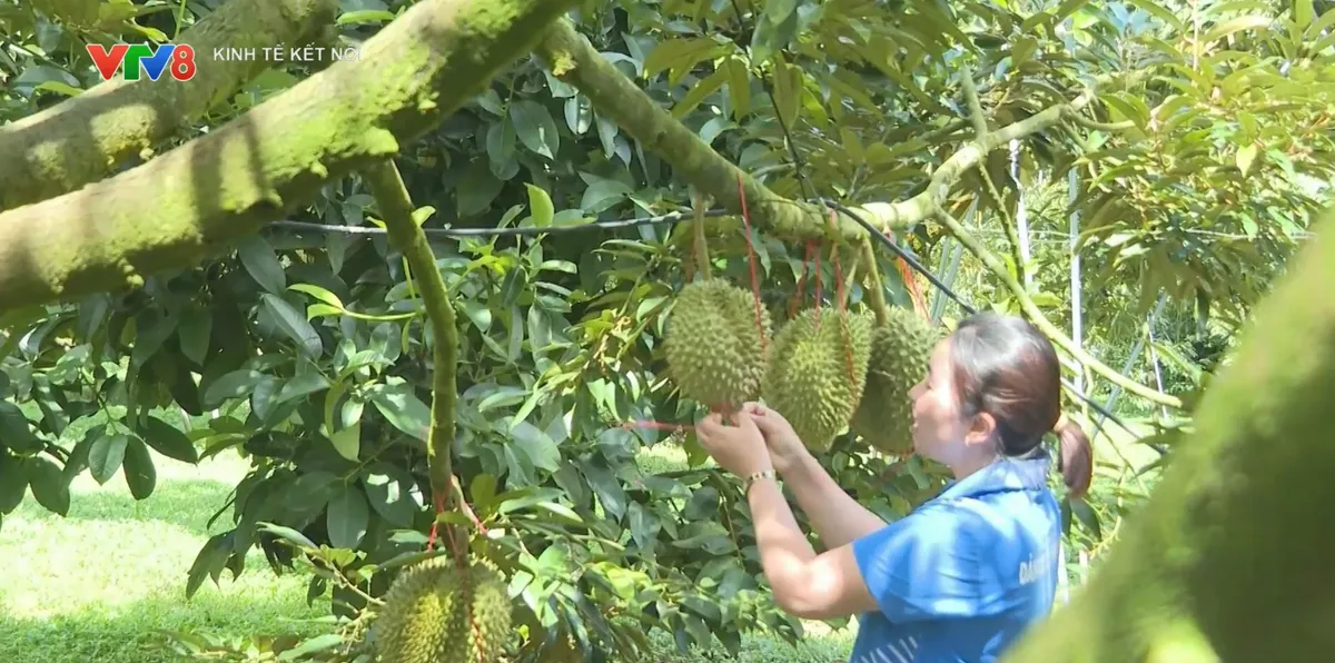 Mùa vàng thu hoạch sầu riêng ở Đắk Lắk- Ảnh 1. Mùa vàng thu hoạch sầu riêng ở Đắk Lắk- Ảnh 1.