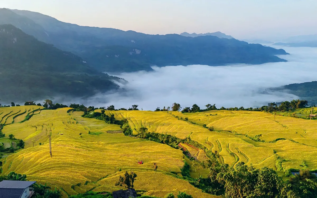 Những thảm lúa vàng óng trải dài bao quanh các sườn đồi, uốn lượn uyển chuyển đan xen giữa những đám mây trắng bồng bềnh mang lại khung cảnh thiên nhiên yên ả, thanh bình. (ảnh: Anh Đoàn)